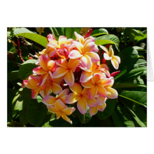 Cartão Frangipani havaiano