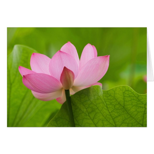 Cartão Franklin NC, Jardim d'Água de Perry, Lotus (Frente Horizontal)