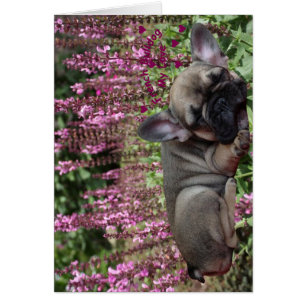 Cartão Französische Bulldogge Grußkarten