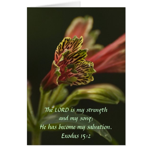 Cartão Freesia Blossoms (Frente)