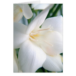 Cartão Freesia Branco