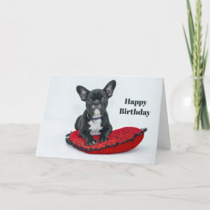 Cartão French Bulldog Black Pillow Photo Birthday