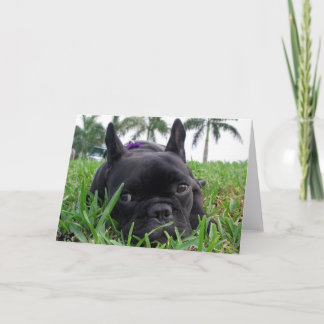 Cartão French Bulldog in the grass