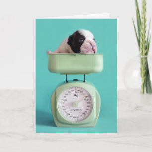 Cartão French Bulldog Puppy