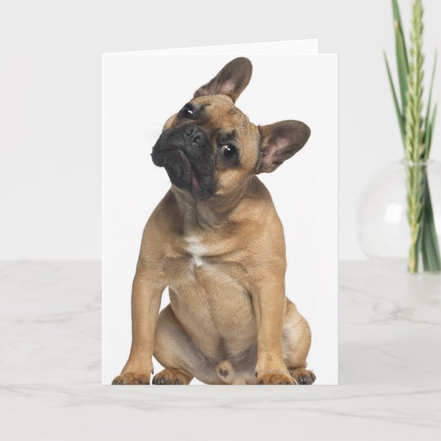 Cartão French Bulldog puppy (7 months old) (Frente)