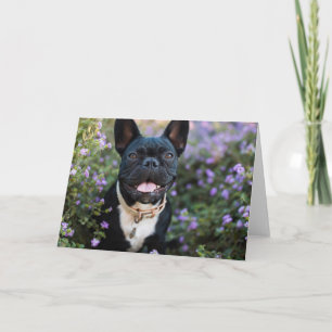 Cartão French Bulldog Stands in Flowers