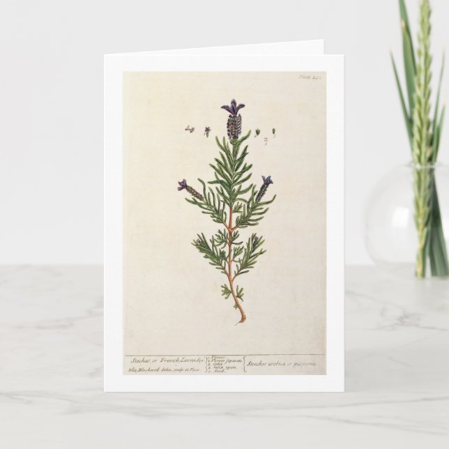 Cartão French Lavender, plate 241 from 'A Curious Herbal' (Frente)