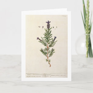 Cartão French Lavender, plate 241 from 'A Curious Herbal'