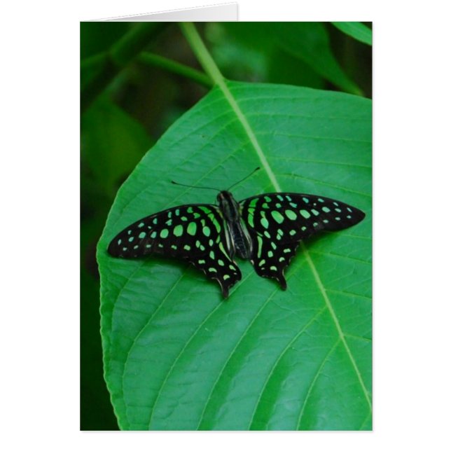 Cartão Fresco e Verde (Frente)