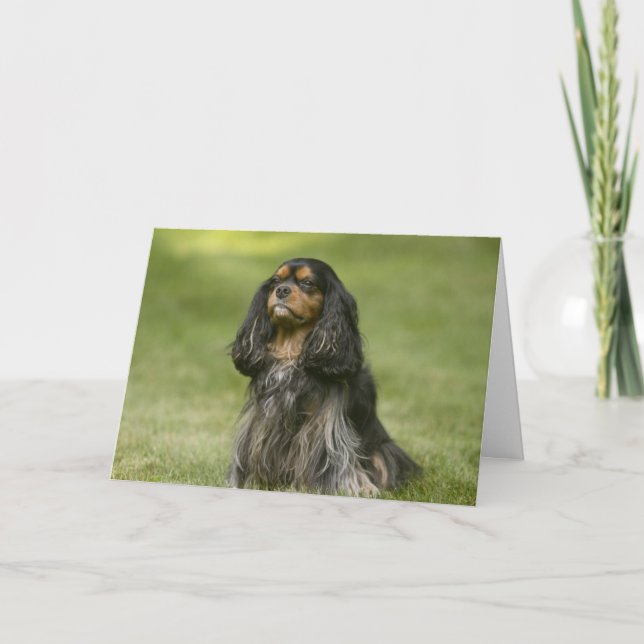 Cartão Friend Like You Cavalier King Charles Spaniel Card (Frente)