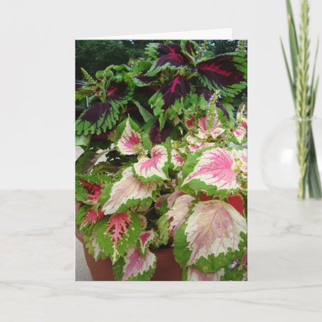 Cartão Friend/Thinking of you, Coleus With Pink (Frente)