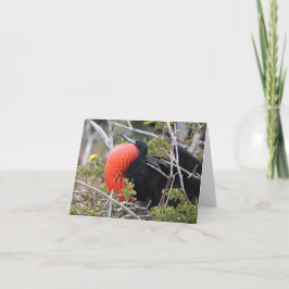 Cartão Frigatebird Greeting Card