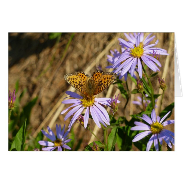 Cartão Fritilária Hydaspe em Flores de Áster Roxo (Frente Horizontal)