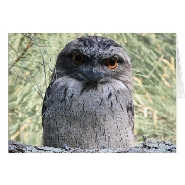 Cartão Frogmouth Tawny (Frente Horizontal)