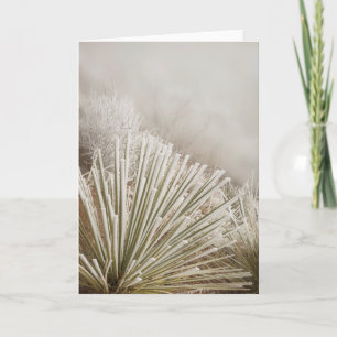 Cartão Frost Covered Yucca In Winter