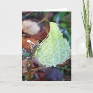 Cartão Frost on Milkweed Pod Blank