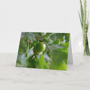 Cartão fruta de carvalho