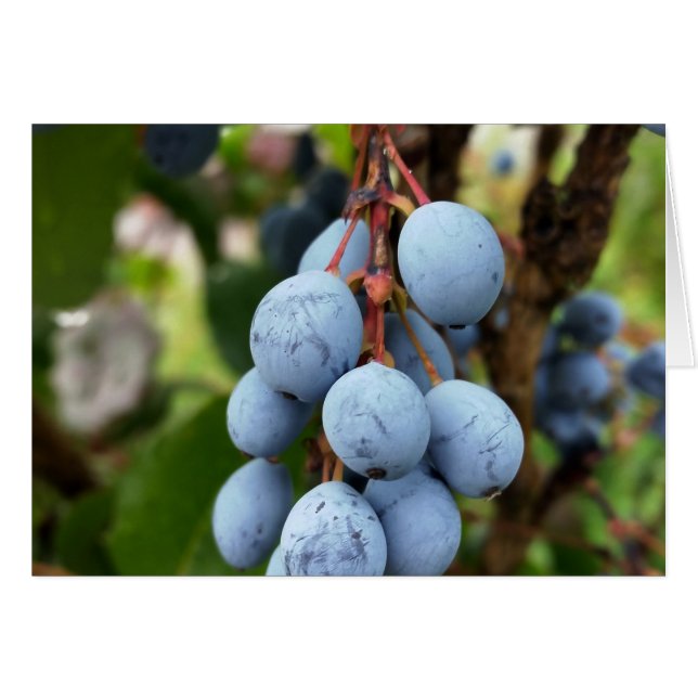 Cartão Fruta de espinho negro (Frente Horizontal)