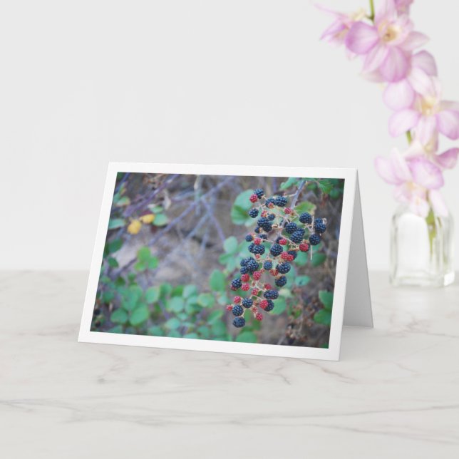 Cartão Fruta Selvagem de Blackberry (Orquídea)