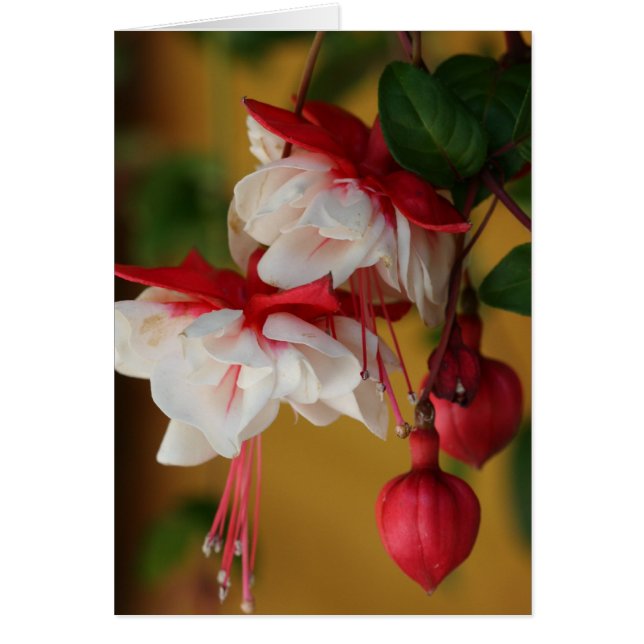 Cartão Fuchsia Blooms! (Frente)