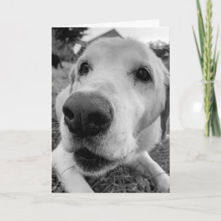 Cartão fun and up close of Ed the old yellow lab