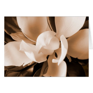 Cartão Fundo Preto da Flor da Magnésia Branca