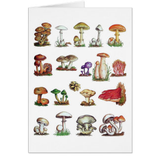 Cartão fungo