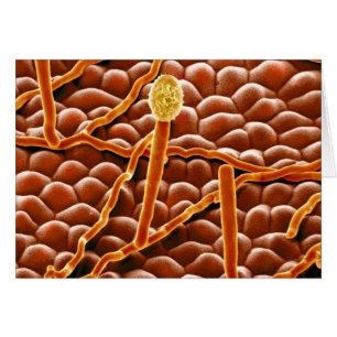 Cartão Fungo do oídio pulverulento na poinsétia