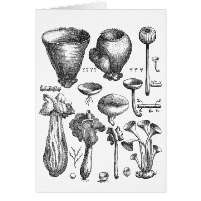 Cartão Fungos (Frente)