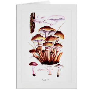 Cartão Fungos