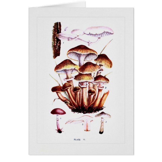 Cartão Fungos (Frente)