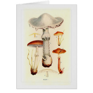 Cartão Fungos