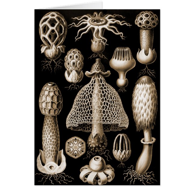 Cartão Fungos (Frente)