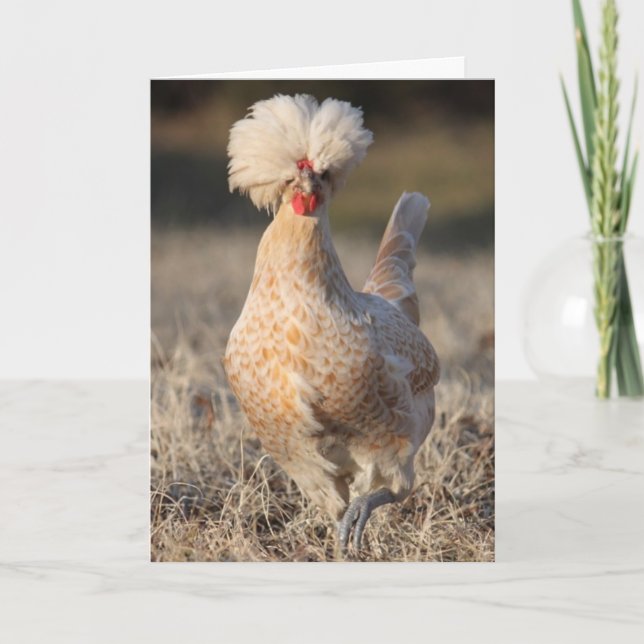 Cartão Funky Chicken Greeting Card (Frente)