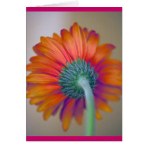 Cartão Funky Gerbera