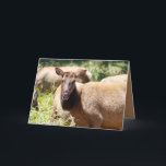 Cartão Funny Birthday card featuring elk<br><div class="desc">These beautiful Roosevelt elk frequent the area in Northern California around the national and state parks. They're beautiful and you can see them walking in the Sloughs, laying in the meadows, and otherwise living their lives. I hope you enjoy their beauty as much as we do. You can find more...</div>