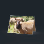 Cartão Funny Birthday card featuring elk<br><div class="desc">These beautiful Roosevelt elk frequent the area in Northern California around the national and state parks. They're beautiful and you can see them walking in the Sloughs, laying in the meadows, and otherwise living their lives. I hope you enjoy their beauty as much as we do. You can find more...</div>