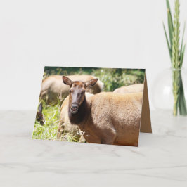 Cartão Funny Birthday card featuring elk