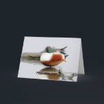 Cartão Funny birthday card featuring Shoveler duck<br><div class="desc">I'm like the paparazzi with the Northern Shoveler drakes - they're so colorful. I can just watch them for hours. And usually I do end up seeing some humor in them - like this photo. Hope you enjoy it on this funny birthday card. You can find more birds and more...</div>