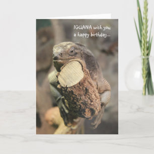 Cartão Funny Birthday Card, Iguana napping