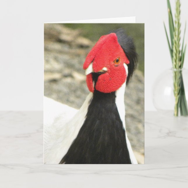 Cartão Funny Birthday Card/MALE SILVER PHEASANT (Frente)
