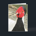Cartão Funny Birthday Card/MALE SILVER PHEASANT<br><div class="desc">Isn't his guy so funny!  Got red-faced?:)  Add your personalized greeting inside and/or you'd like to add special text on front also. A card to send with love to someone who's having a birthday or any special occasion.  Photographed on 2012/04/23. ©riverme*</div>