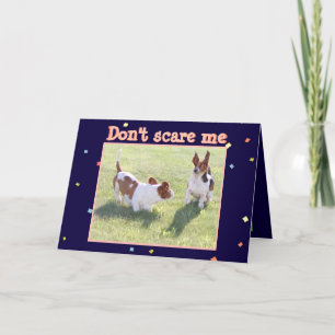 Cartão Funny Birthday Card w/Cute Basset Hounds