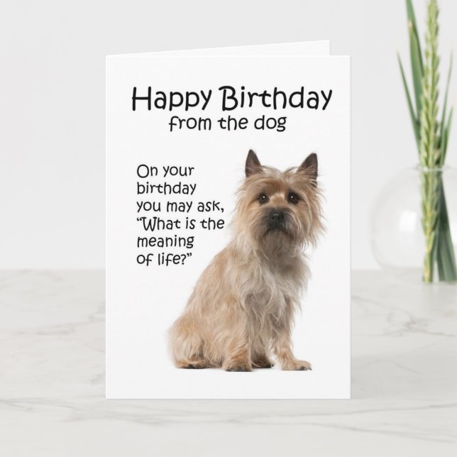 Cartão Funny Cairn Terrier Birthday Card (Frente)