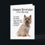 Cartão Funny Cairn Terrier Birthday Card<br><div class="desc">This Birthday Card isn't JUST for Cairn Terrier lovers.</div>