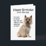 Cartão Funny Cairn Terrier Birthday Card<br><div class="desc">This Birthday Card isn't JUST for Cairn Terrier lovers.</div>