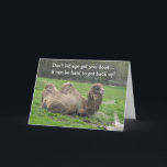 Cartão Funny Camel Birthday<br><div class="desc">Um camelo preguiçoso descansando na grama. Um animal interessante. Este cartão de aniversário engraçado pode ser personalizado como desejado.</div>