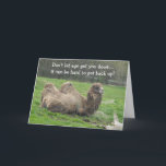 Cartão Funny Camel Birthday<br><div class="desc">Um camelo preguiçoso descansando na grama. Um animal interessante. Este cartão de aniversário engraçado pode ser personalizado como desejado.</div>