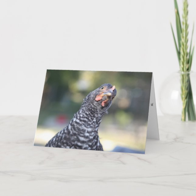 Cartão Funny Chicken Greeting Card (Frente)