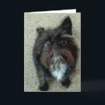 Cartão funny dog birthday greeting card<br><div class="desc">Our little dog was super hyped up this day.  One eye is big and one ear is down.</div>